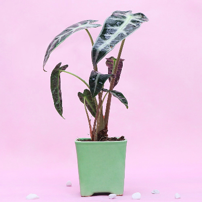 ceramic Potted Alocasia Plant