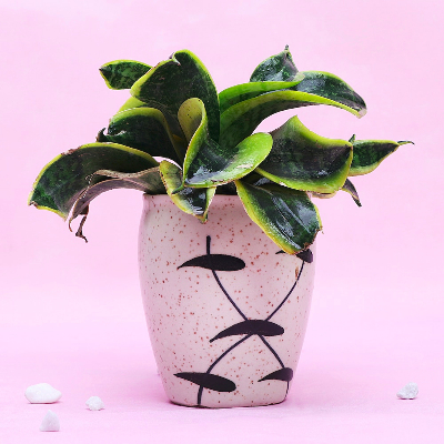 Beautiful Potted Snake Plant