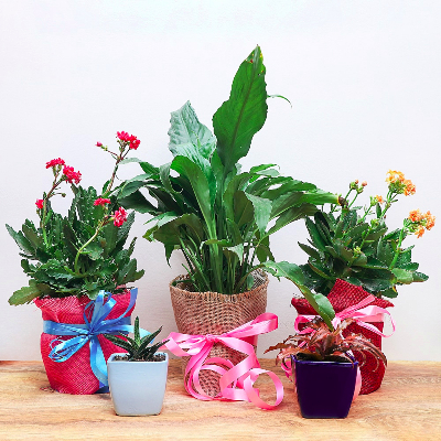 Set Of 5 Classic House Plants