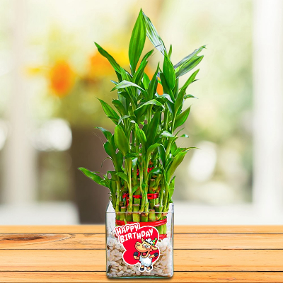 Incredible Bamboo Plant Gift