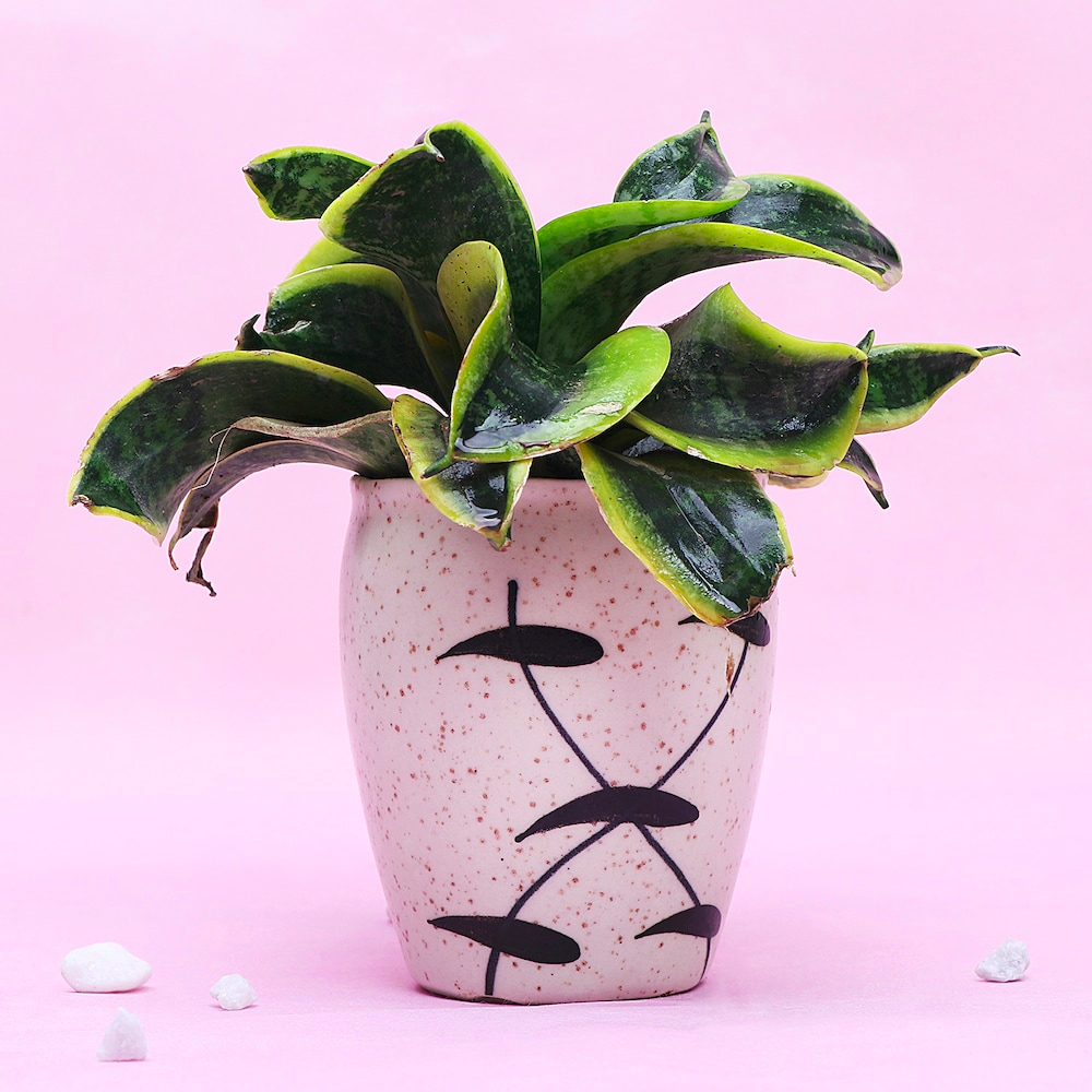  Beautiful Potted Snake Plant