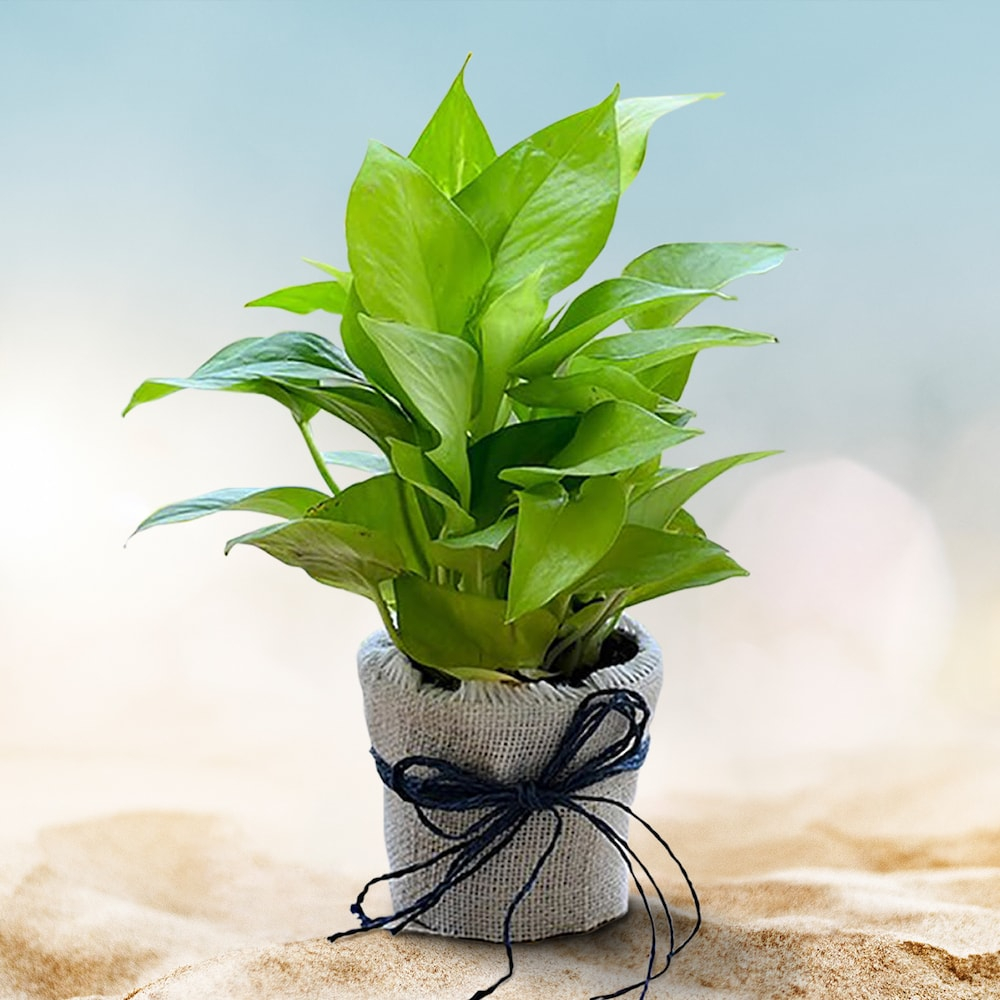  Jute Wrapped Money Plant